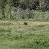 Black Bear near Rising Sun